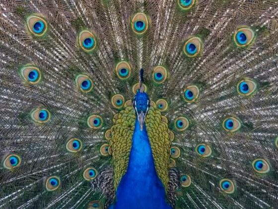 Tavus Kuşu, Peacock
