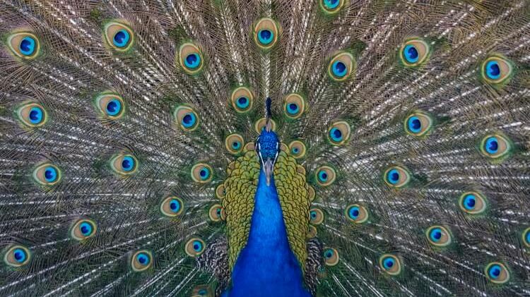 Tavus Kuşu, Peacock