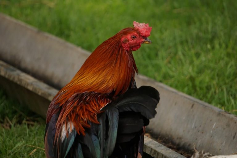 Kahve Falında Horoz Görmek Ne Anlama Gelir? Muhiku