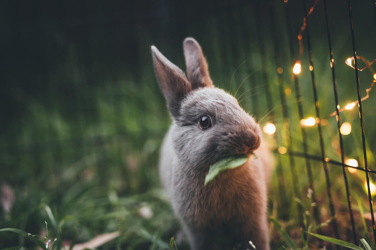 Kahve Falında Tavşan Görmek Ne Anlama Gelir? Muhiku