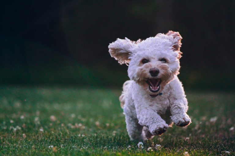 Kahve Falında Köpek Görmek Ne Anlama Gelir? Muhiku