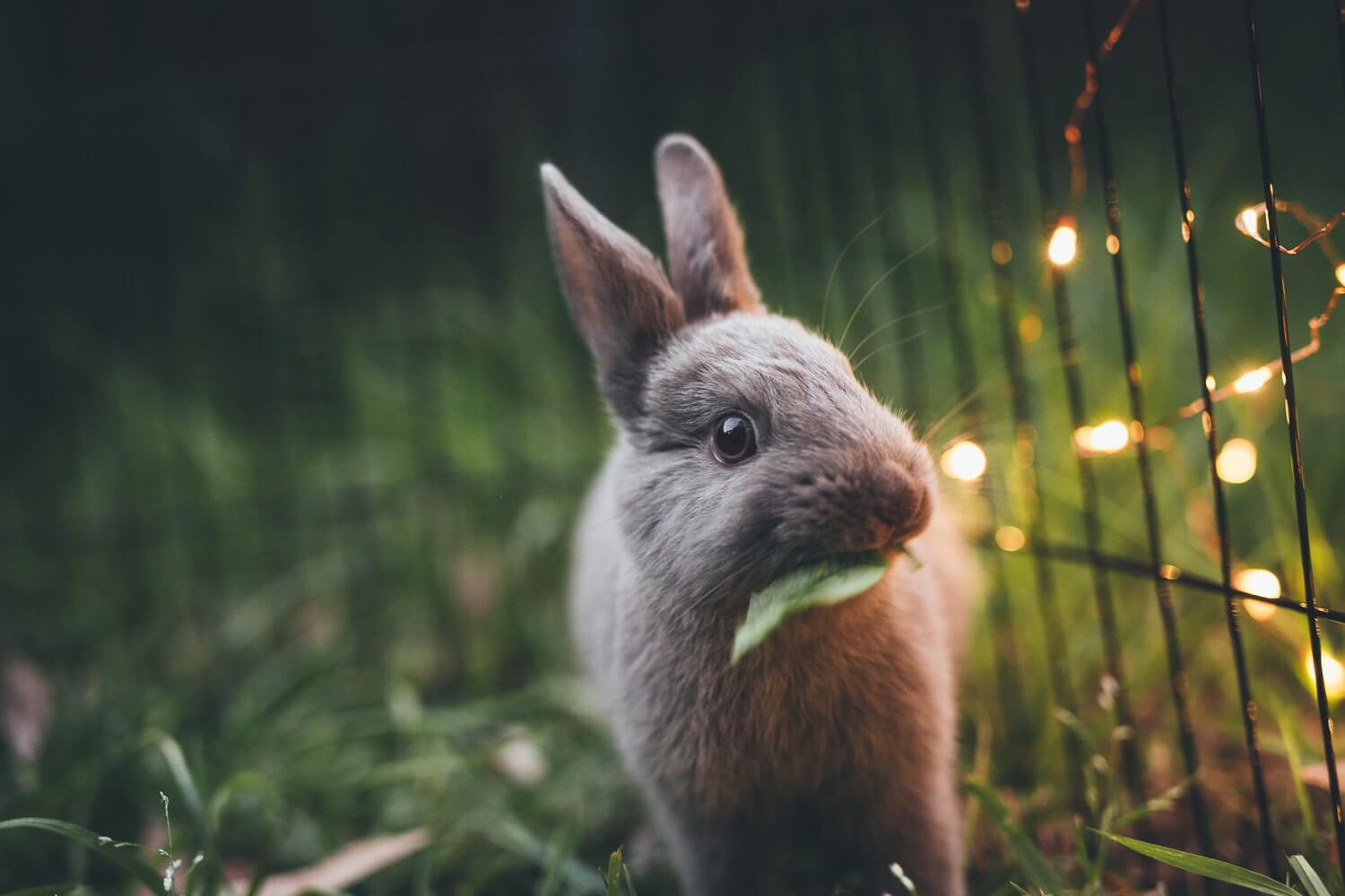 Tavşan, Rabbit
