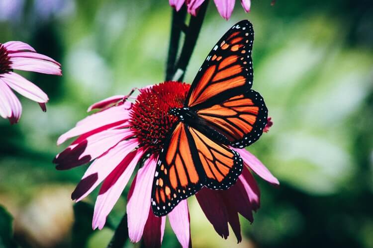 Kelebek, Butterfly