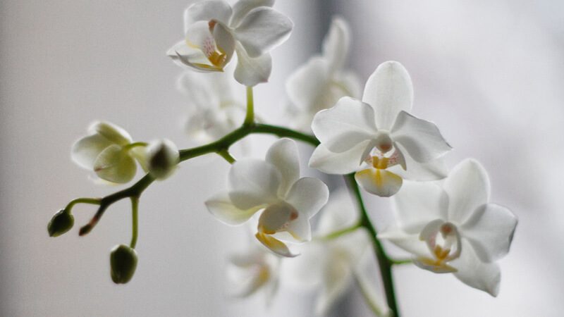 anneler-gunu-orkide