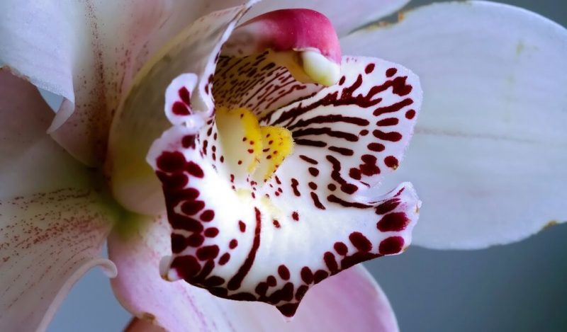 orchid-orkide-muhiku-blog