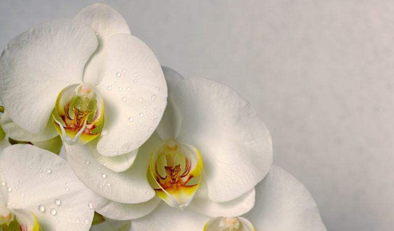 orkide-orchid-cicek