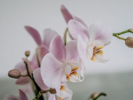 orkide-cicegi-orkideye-dair-her-sey