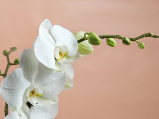 beyaz-orkide-muhiku