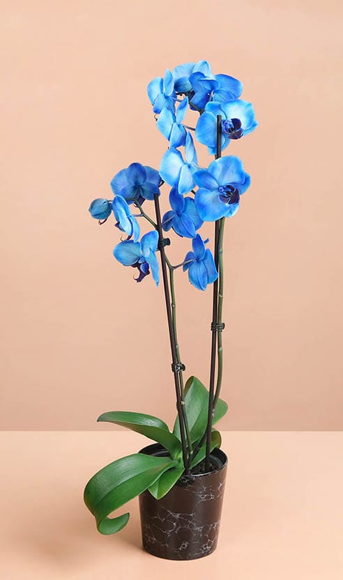 Royal Blue-product list