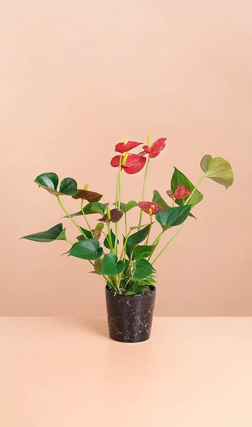 Annebel-product list