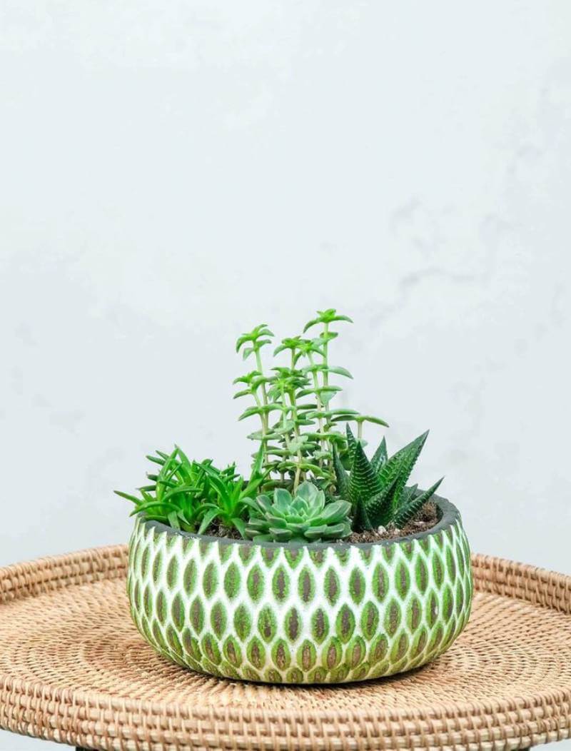 Succulent Garden-Product List