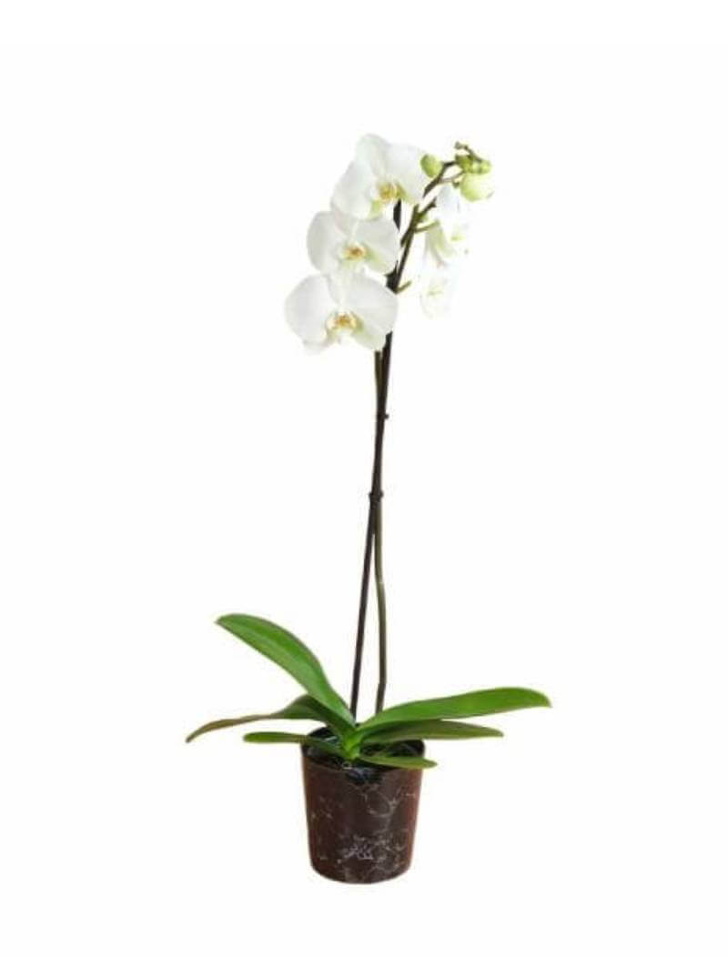 Perla-Product List