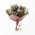 Protea