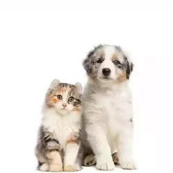 kky-pet2-min