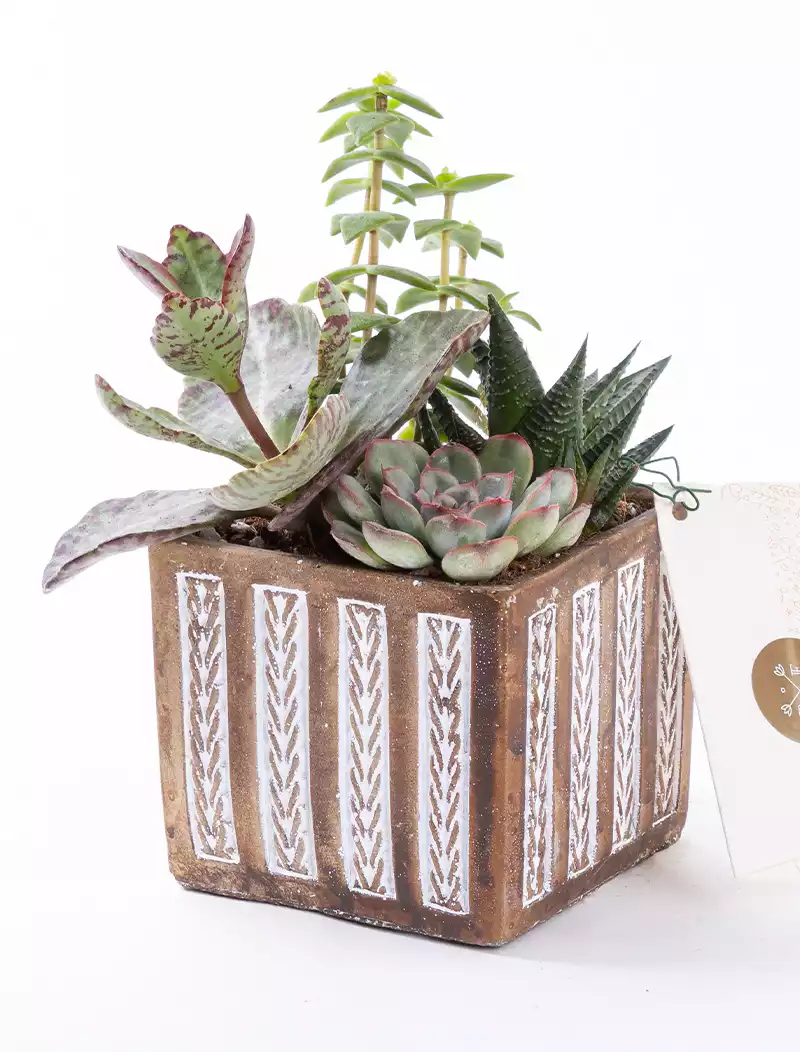 Mini Garden - PLG