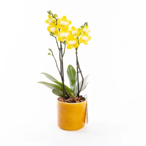 Saffron - Sarı Çift Dallı Orkide