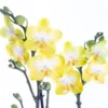 Saffron - Sarı Çift Dallı Orkide