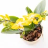 Saffron - Sarı Çift Dallı Orkide