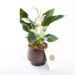 Grace Scandic - Vanilya Rengi Antoryum