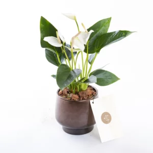 Grace Scandic - Vanilya Rengi Antoryum