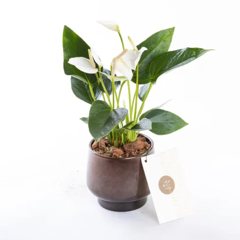 Grace Scandic - Vanilya Rengi Antoryum