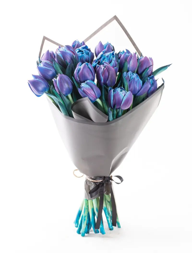 Galaxy of Love - PLG