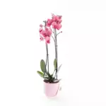 Coral Pink - Çift Dallı Mercan Rengi Orkide