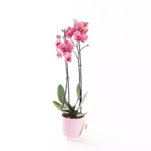 Coral Pink - Çift Dallı Mercan Rengi Orkide