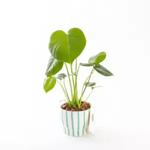 Monstera - Deve Tabanı Çiçeği