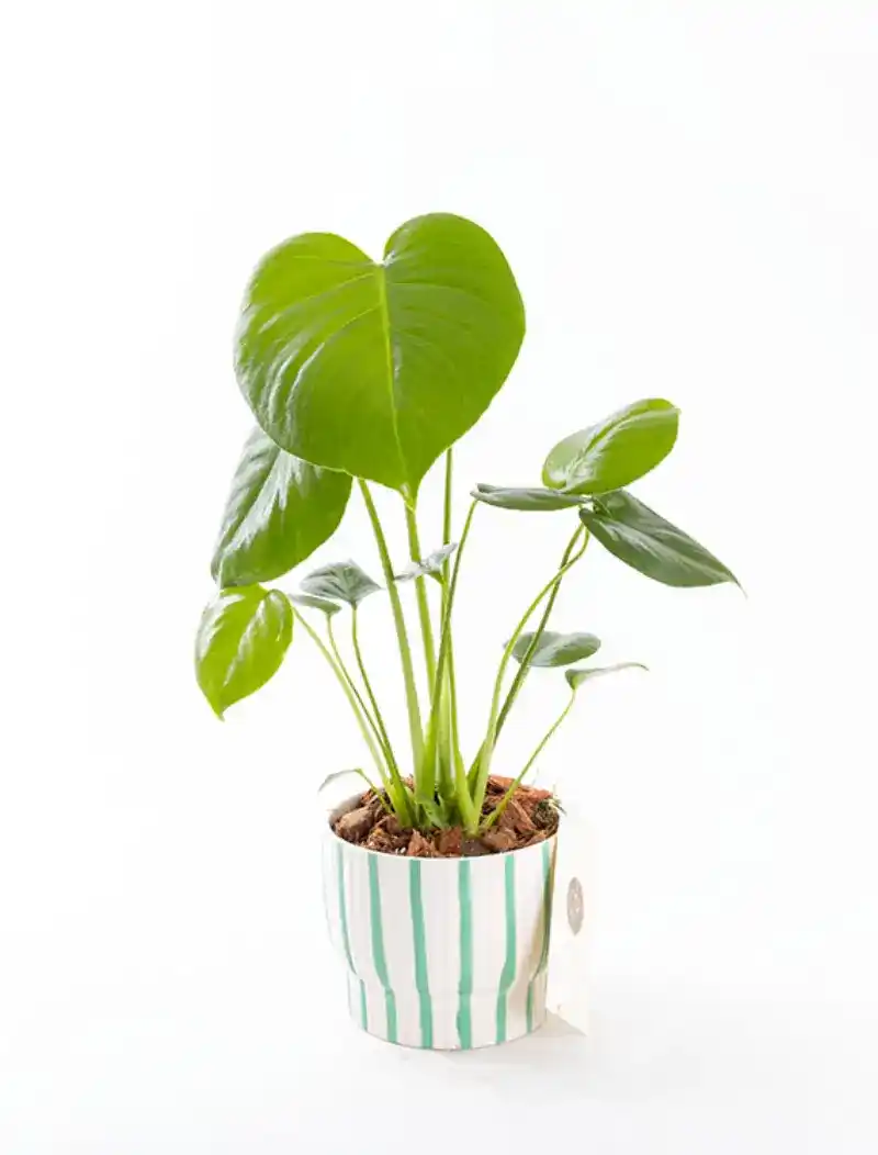 Monstera - PLG
